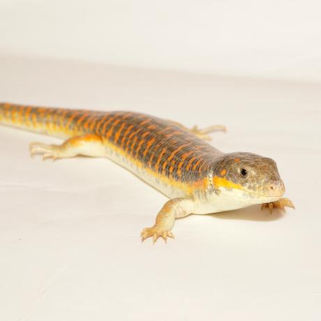 Berber Skink