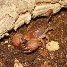 Shiny Burrowing Scorpion (Opistophthalmus glabrifrons)