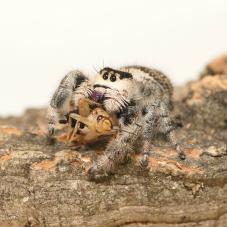 Regal Jumping Spider (Phidippus regius)