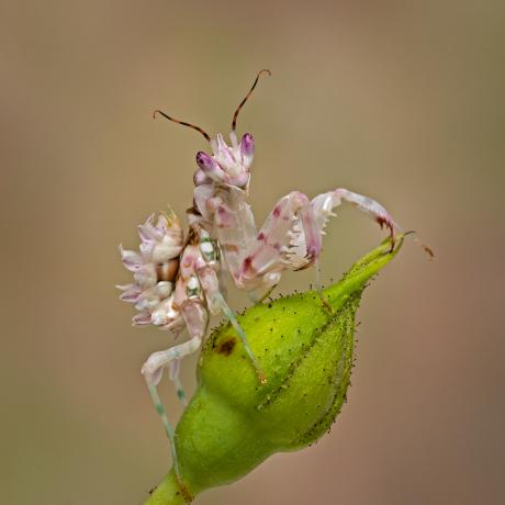 Spiny Flower Mantis