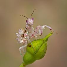 Spiny Flower Mantis (Pseudocreobotra ocellata and wahlbergii)