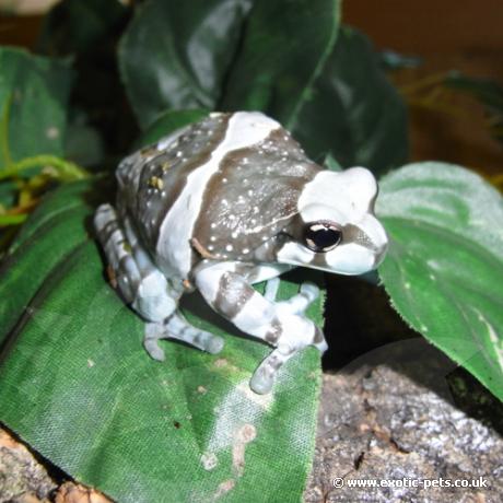 Amazon Milk Frog