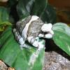 Amazon Milk Frog resting on plants photo
