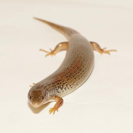 Ocellated Skink