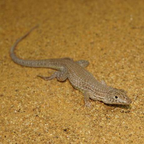 Leopard Fringe Fingered Lizard