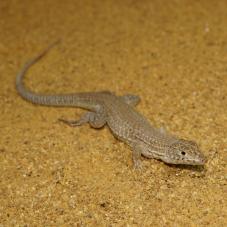 Leopard Fringe Fingered Lizard (Acanthodactylus pardalis)