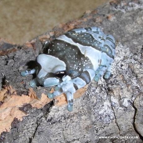 Amazon Milk Frog on log