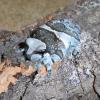 Amazon Milk Frog on log photo