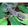 African Banded Velvet Gecko photo