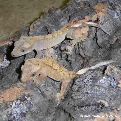 Crested Geckos