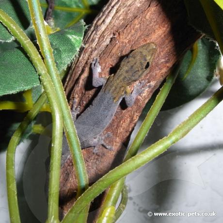 Yellow Headed Dwarf Gecko