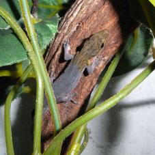 Yellow Headed Dwarf Gecko (Lygodactylus luteopicturatus)