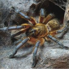 Golden Blue Leg Baboon (Harpactira pulchripes)