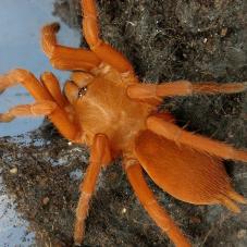 Philippine Tangerine (Orphnaecus philippinus)