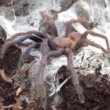 Vietnamese Violet (Chilobrachys sp. Violet)