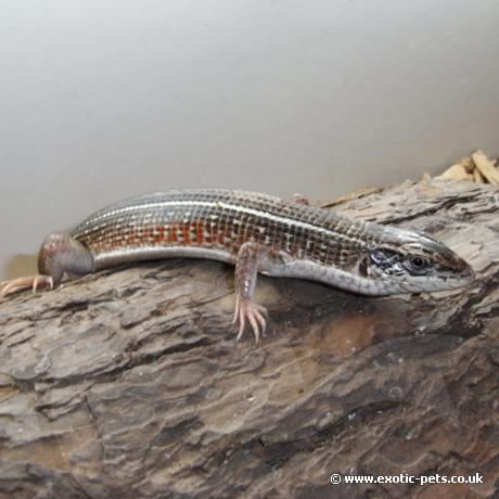 Black Lined Plated Lizard