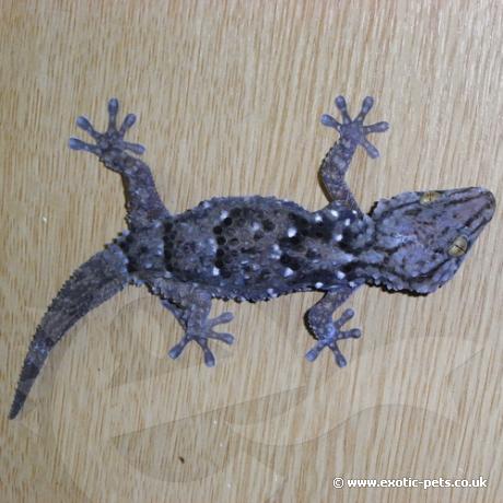 Turners Gecko