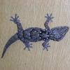 Turners Gecko photo