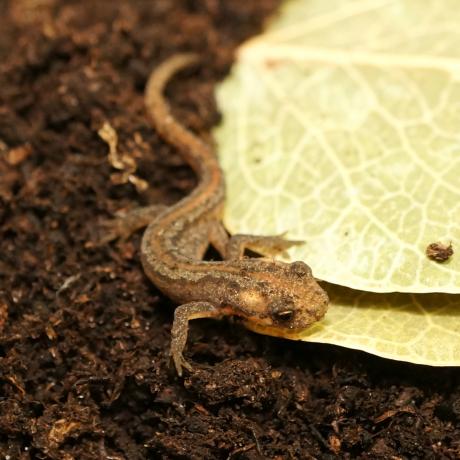 Northern Banded Newt