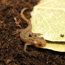 Northern Banded Newt (Ommatotriton ophryticus)