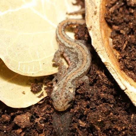 Banded Newt