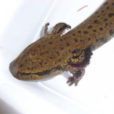 Common Mudpuppy (Necturus maculosus)