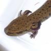 Common Mudpuppy close up photo