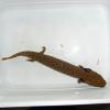 Common Mudpuppy photo