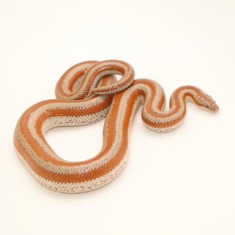 Rosy Boa