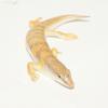Sandfish - (WC) 10-14cm Sub/Adult