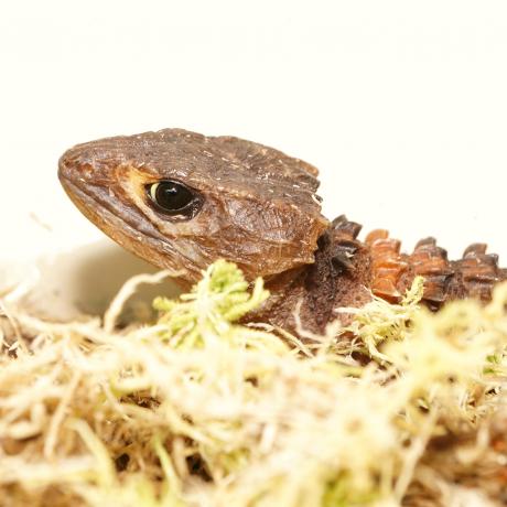 White Eyed Crocodile Skink