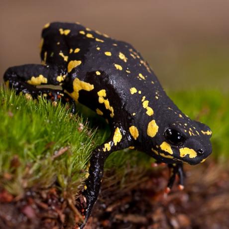 Bumble Bee Toad