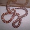 Ghost Corn Snake photo