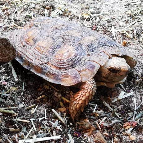 Pancake Tortoise