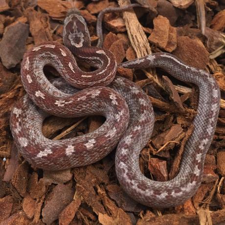 corn snake tessera corn snake tessera