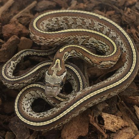 caramel tessera corn snake