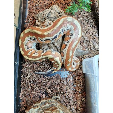 Red Blood Python - Python curtus brongersmai