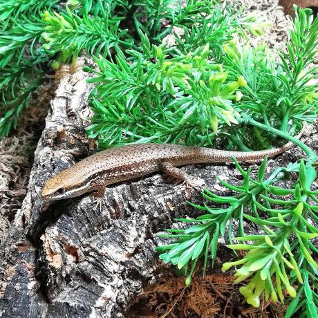 Bronze Skink