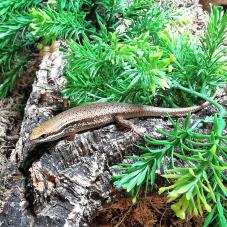 Bronze Skink (Eutropis macularia)