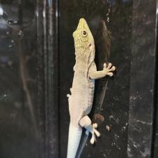 Standings Day Gecko (Phelsuma standingi)