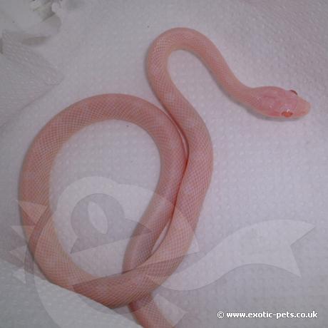 Blizzard Corn Snake