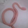 Blizzard Corn Snake photo