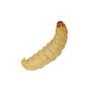 Live Waxworms - 15g (Pre-pack)