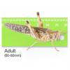 Live Locusts or Hoppers - Adult (Pre-pack) Approx 6 per tub