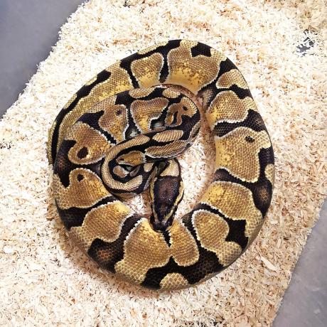 Royal Python or Ball Python - Python regius