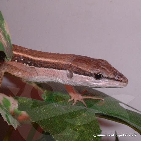 Asian Long Tailed Lizard