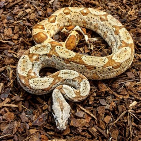 constrictor imperator albino reptile courier