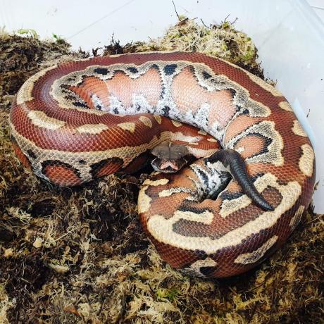 Red Blood Python - Python curtus brongersmai