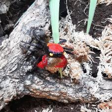 Vampire Crab (Geosesarma species)