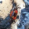 Vampire Crab - Red Devil (Geosesarma hagen) CB 2-3cm